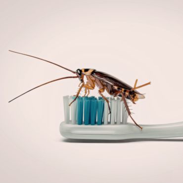 German Cockroach Treatment in Kolkata