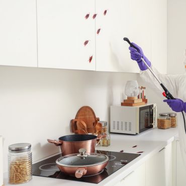 Cockroach Control Service in Kolkata