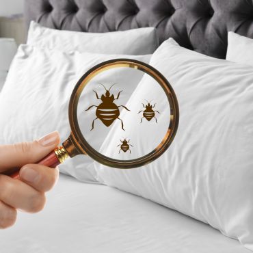 Bed Bug Control Service Kolkata