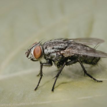 Fly Control Service Kolkata