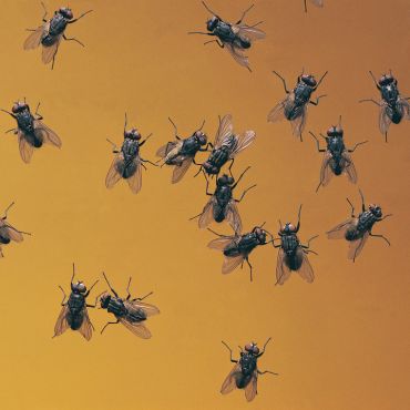 House Fly Control Kolkata