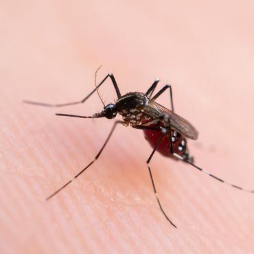 Mosquito Control Service Kolkata
