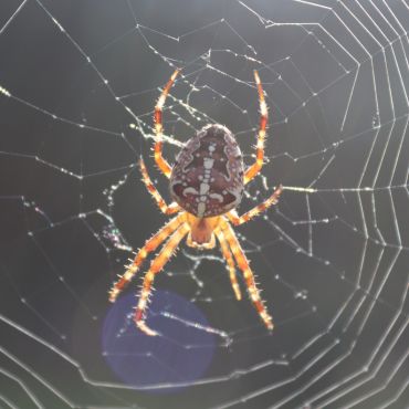 Spider Control Service Kolkata