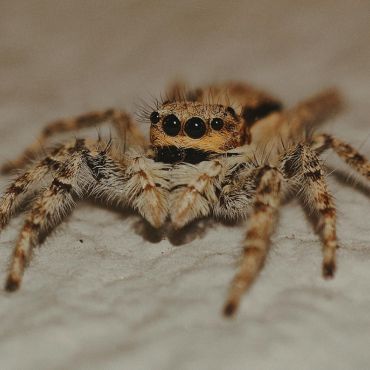Spider Pest Control Treatment Kolkata