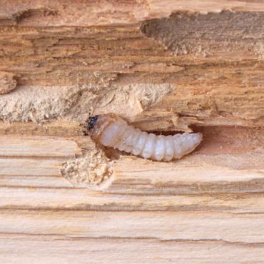Wood Borer Treatment Kolkata