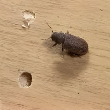 Wood Borer Control Service Kolkata