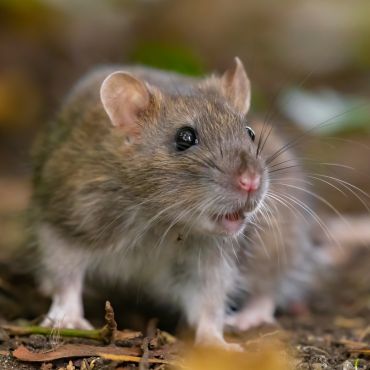 Rodent Control Service in Kolkata